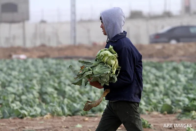 A Palestinian farmer collects damaged cabbage crop during a heavy winter storm, in Gaza city January 8, 2015. Heavy rains and near-freezing temperatures in the approaching storm threatened to deepen the misery in the Gaz...