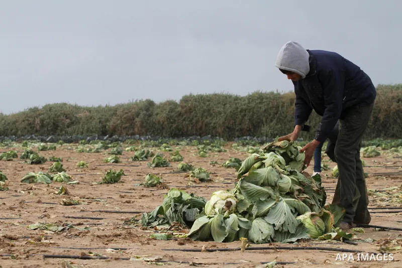 A Palestinian farmer collects damaged cabbage crop during a heavy winter storm, in Gaza city January 8, 2015. Heavy rains and near-freezing temperatures in the approaching storm threatened to deepen the misery in the Gaz...