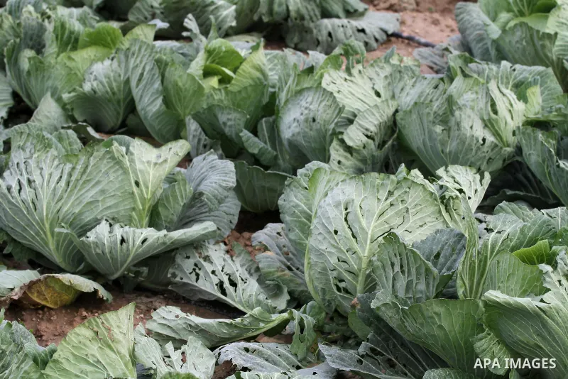 Damaged cabbage corp is seen in a field during a heavy winter storm, in Gaza city January 8, 2015. Heavy rains and near-freezing temperatures in the approaching storm threatened to deepen the misery in the Gaza Strip, wh...