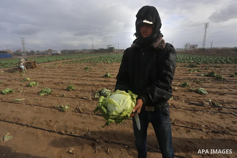 A Palestinian farmer shows the damaged cabbage crop during a heavy winter storm, in Gaza city January 8, 2015. Heavy rains and near-freezing temperatures in the approaching storm threatened to deepen the misery in the Ga...