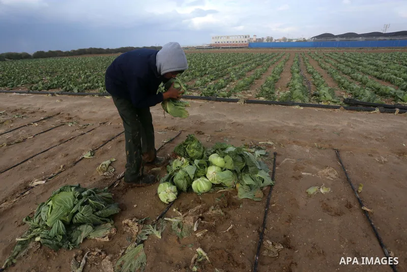A Palestinian farmer collects damaged cabbage crop during a heavy winter storm, in Gaza city January 8, 2015. Heavy rains and near-freezing temperatures in the approaching storm threatened to deepen the misery in the Gaz...