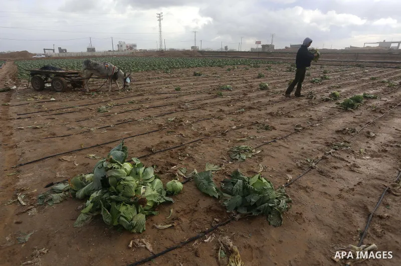 A Palestinian farmer collects damaged cabbage crop during a heavy winter storm, in Gaza city January 8, 2015. Heavy rains and near-freezing temperatures in the approaching storm threatened to deepen the misery in the Gaz...