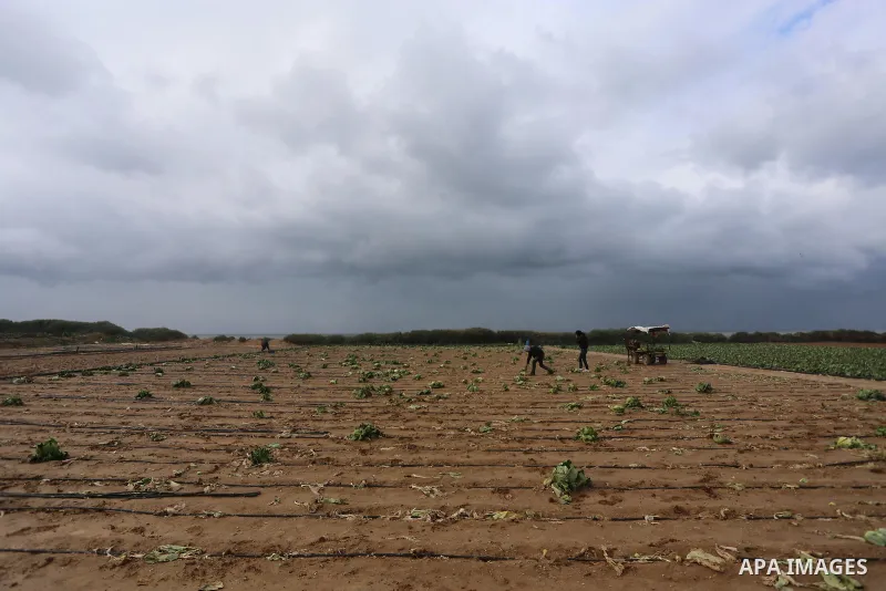 Palestinian farmers collect damaged cabbage crop during a heavy winter storm, in Gaza city January 8, 2015. Heavy rains and near-freezing temperatures in the approaching storm threatened to deepen the misery in the Gaza...