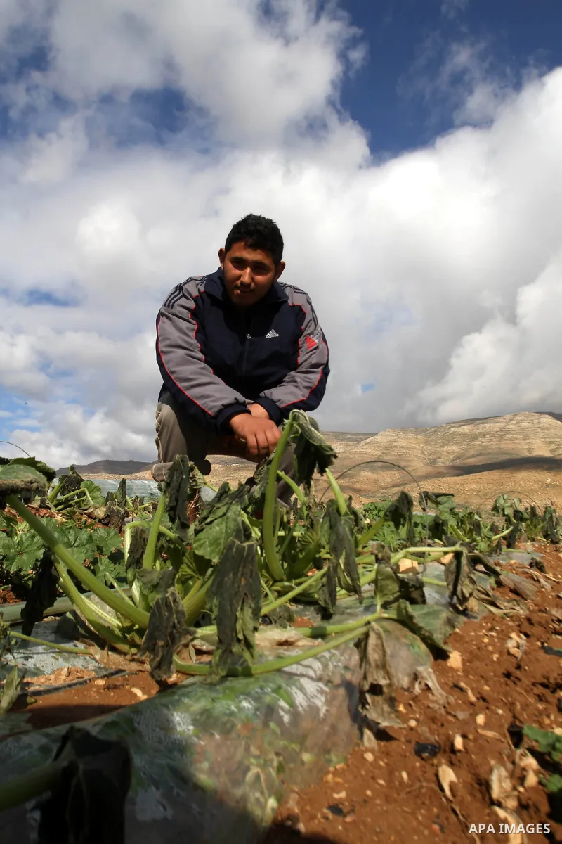 A Palestinian farmer tries to salvage some of his damaged crop after following the heavy winter storm, in the northern Jordan Valley, east of Nablus, West Bank, January 11, 2015. Storm Huda' first hit Palestine on Wednes...