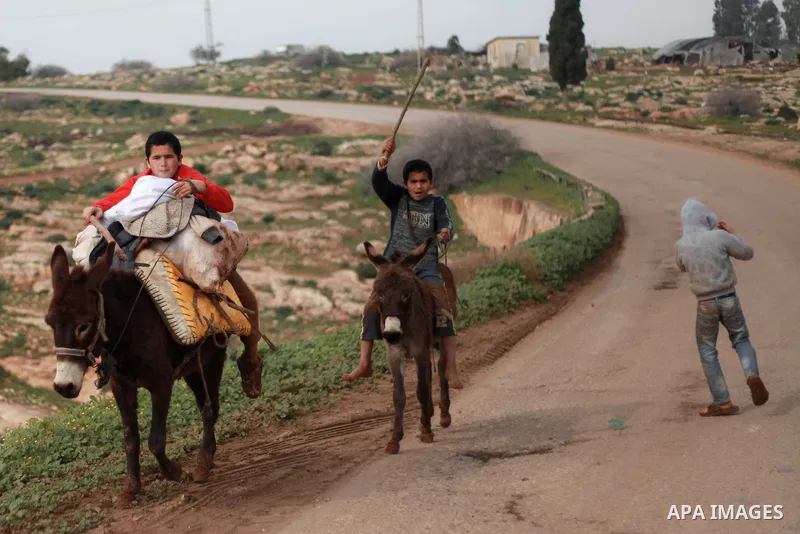 Palestinian children carry the potatoes crop on donkeys during the harvest season in the West Bank village of Beit Hassan, in the central Jordan Valley, January 19, 2015. Photo by Shadi Hatem