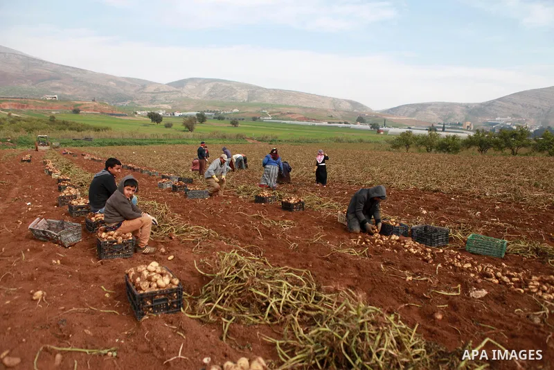 Palestinian farmers harvest the potatoes crop, in the West Bank village of Beit Hassan, in the central Jordan Valley, January 19, 2015. Photo by Shadi Hatem