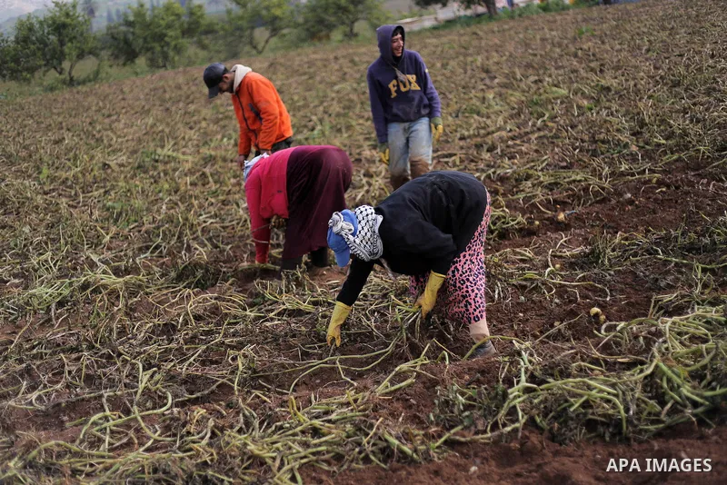 Palestinian farmers harvest the potatoes crop, in the West Bank village of Beit Hassan, in the central Jordan Valley, January 19, 2015. Photo by Shadi Hatem