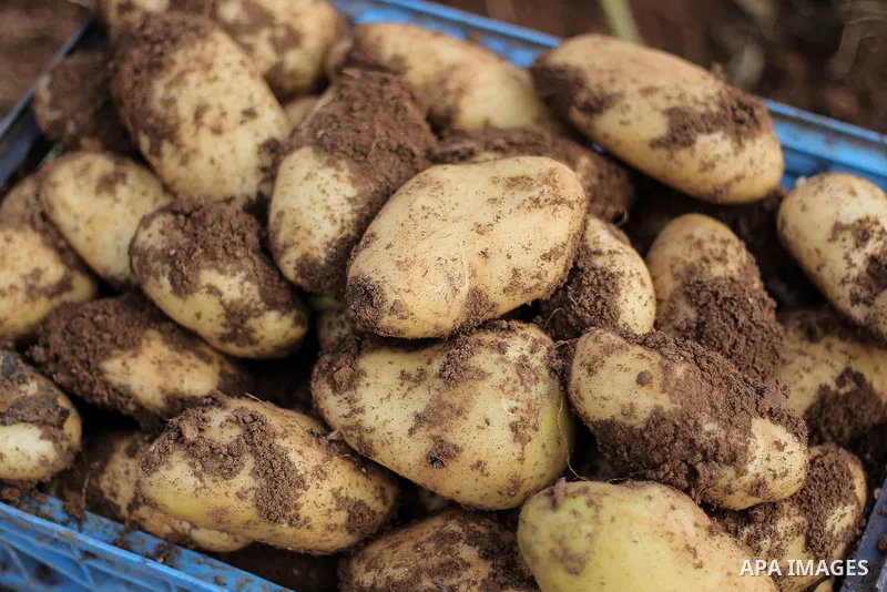 Potatoes crop is seen during harvesting season, in the West Bank village of Beit Hassan, in the central Jordan Valley, January 19, 2015. Photo by Shadi Hatem