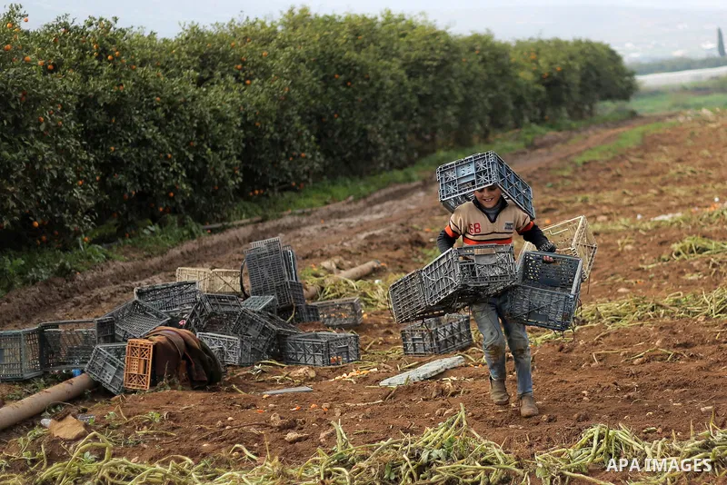 A Palestinian boy carries boxes during harvesting the potatoes crop, in the West Bank village of Beit Hassan, in the central Jordan Valley, January 19, 2015. Photo by Shadi Hatem