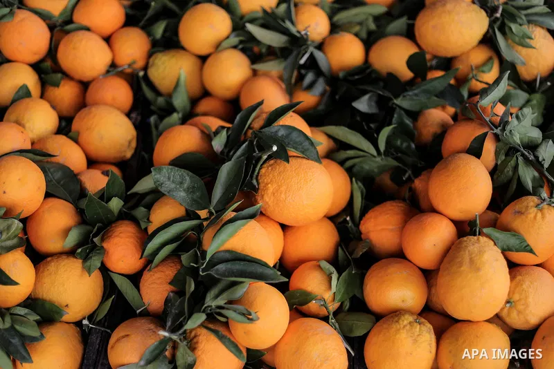 Orange crop is seen during harvesting season, in the West Bank village of village of Nasiriyah, in the central Jordan Valley, January 19, 2015. Photo by Shadi Hatem