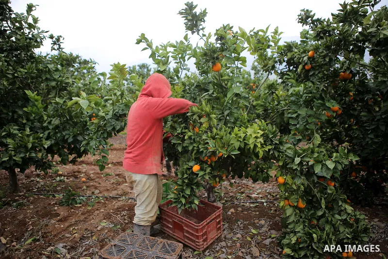 A Palestinian farmer harvests the orange crop, in the West Bank village of village of Nasiriyah, in the central Jordan Valley, January 19, 2015. Photo by Shadi Hatem