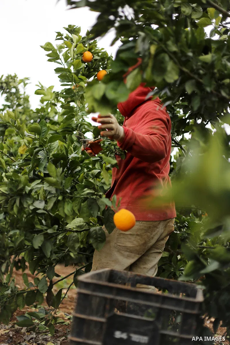 A Palestinian farmer harvests the orange crop, in the West Bank village of village of Nasiriyah, in the central Jordan Valley, January 19, 2015. Photo by Shadi Hatem