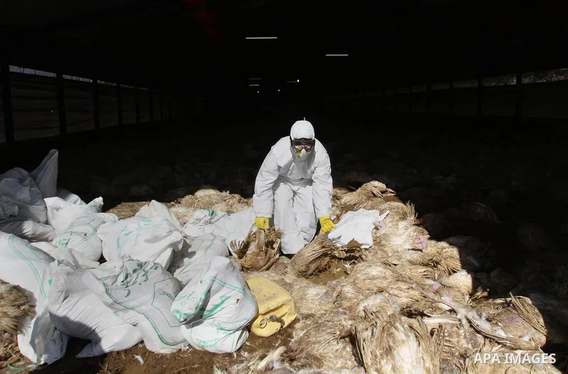 A Palestinian worker, wearing protective gear, carries dead turkeys at a live-poultry farm in the West Bank village of Serees, southern Jinin January 21, 2015. A flock of 17,000 turkeys has been diagnosed with the H5N1 "...