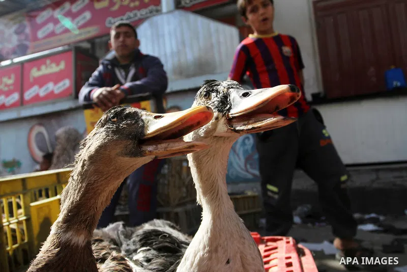 A Palestinian vendor displays the chickens at the main market in Rafah in the southern Gaza Strip on January 24, 2015. Photo by Abed Rahim Khatib