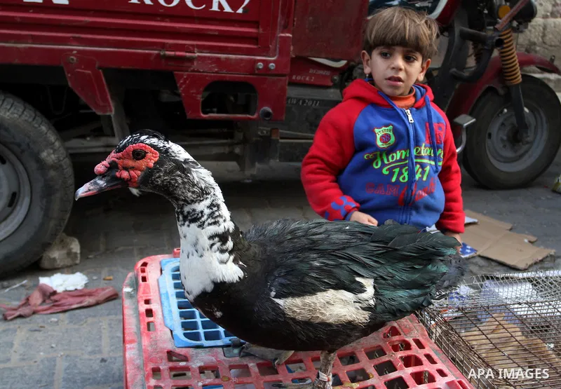 A Palestinian vendor displays the chickens at the main market in Rafah in the southern Gaza Strip on January 24, 2015. Photo by Abed Rahim Khatib