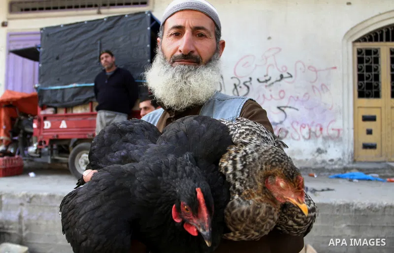 A Palestinian vendor displays the chickens at the main market in Rafah in the southern Gaza Strip on January 24, 2015. Photo by Abed Rahim Khatib