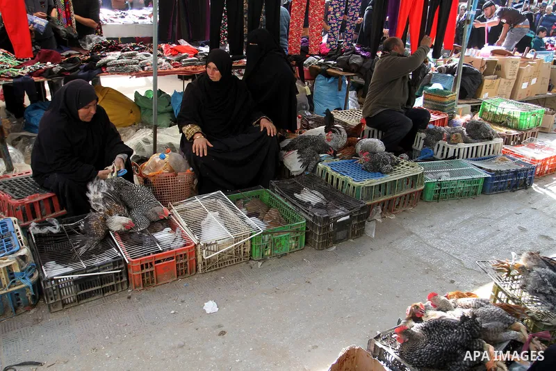 A Palestinian vendor displays the chickens at the main market in Rafah in the southern Gaza Strip on January 24, 2015. Photo by Abed Rahim Khatib