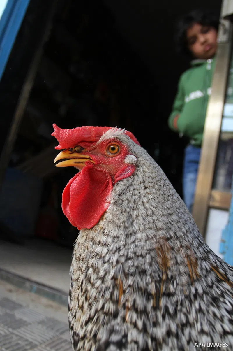 A Palestinian vendor displays the chickens at the main market in Rafah in the southern Gaza Strip on January 24, 2015. Photo by Abed Rahim Khatib