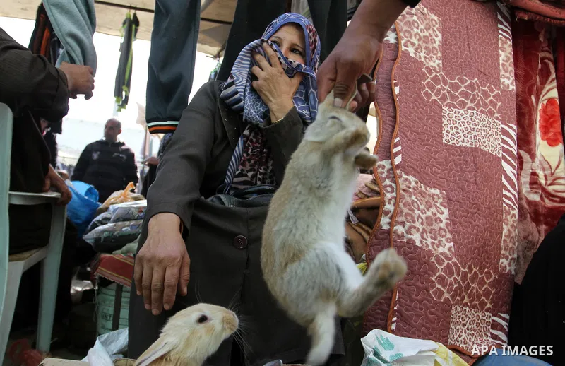 A Palestinian vendor displays the rabbits at the main market in Rafah in the southern Gaza Strip on January 24, 2015. Photo by Abed Rahim Khatib