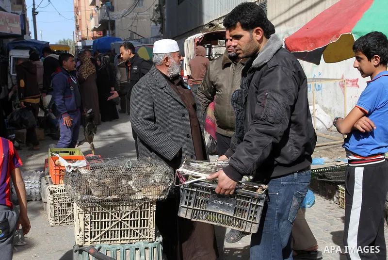 A Palestinian vendor displays the chickens at the main market in Rafah in the southern Gaza Strip on January 24, 2015. Photo by Abed Rahim Khatib
