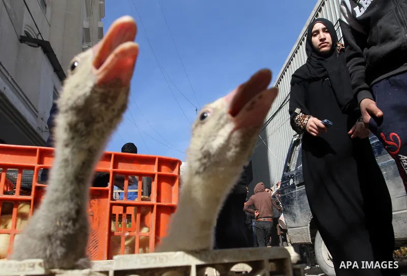A Palestinian vendor displays the chickens at the main market in Rafah in the southern Gaza Strip on January 24, 2015. Photo by Abed Rahim Khatib