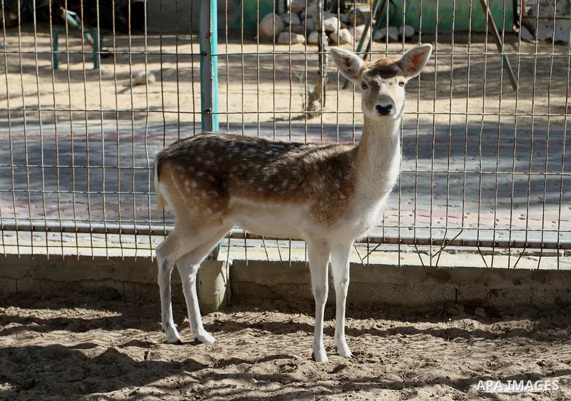 Deer is seen at a zoo in Khan Younis in the southern Gaza Strip, on January 31, 2015. The deaths of dozens of kinds of animals and birds in the garden of South Forest due to the Israeli aggression and the inability of th...