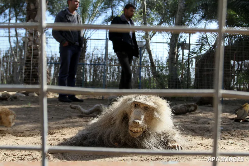 Palestinian worker inspects the dead animals in the zoo, in Khan Younis in the southern Gaza Strip, on January 31, 2015. The deaths of dozens of kinds of animals and birds in the garden of South Forest due to the Israeli...