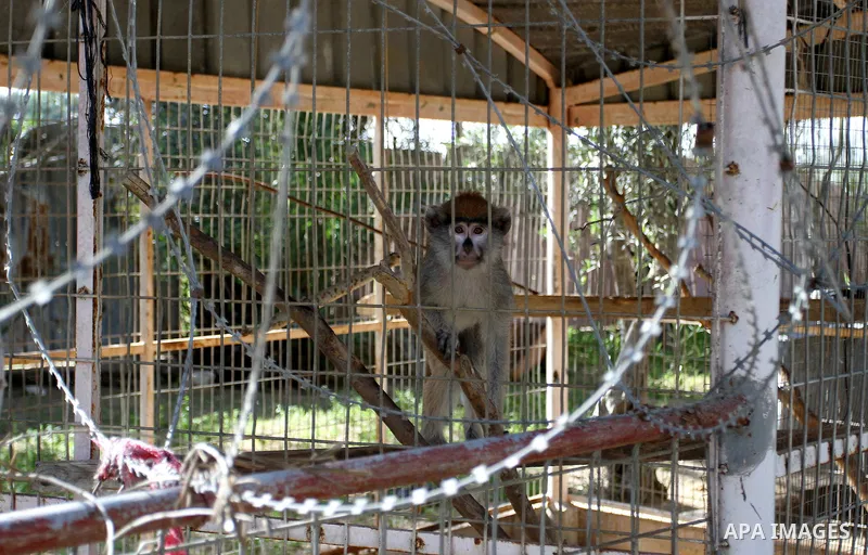 A Monkey is seen at a zoo in Khan Younis in the southern Gaza Strip, on January 31, 2015. The deaths of dozens of kinds of animals and birds in the garden of South Forest due to the Israeli aggression and the inability o...