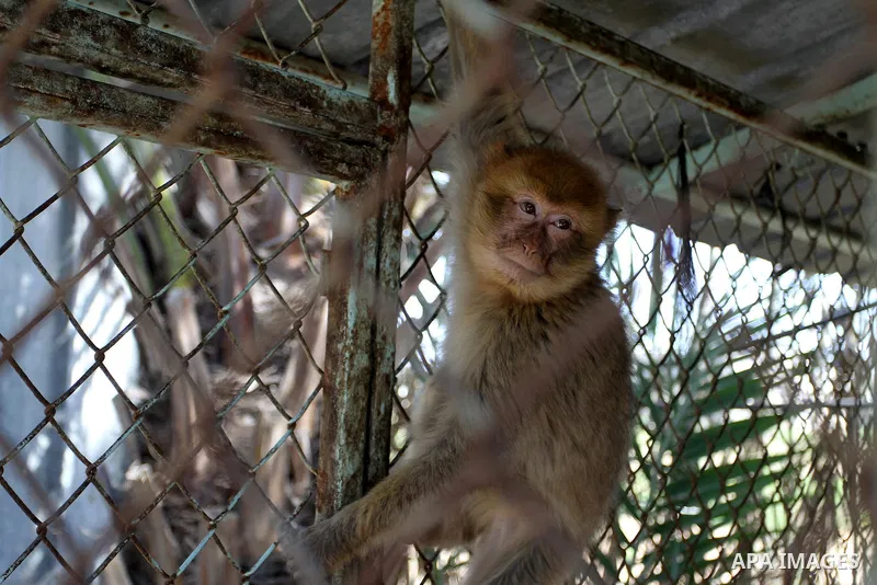 A Monkey is seen at a zoo in Khan Younis in the southern Gaza Strip, on January 31, 2015. The deaths of dozens of kinds of animals and birds in the garden of South Forest due to the Israeli aggression and the inability o...