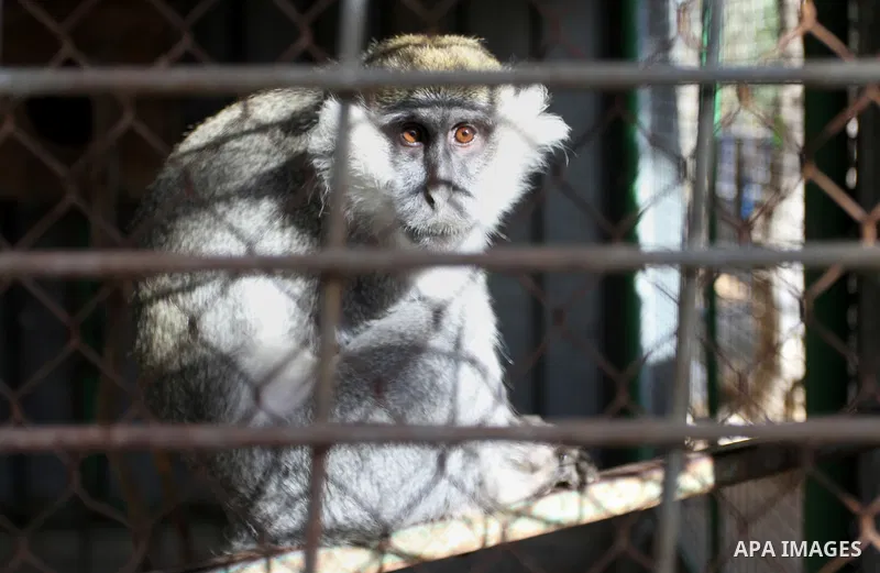 A Monkey is seen at a zoo in Khan Younis in the southern Gaza Strip, on January 31, 2015. The deaths of dozens of kinds of animals and birds in the garden of South Forest due to the Israeli aggression and the inability o...