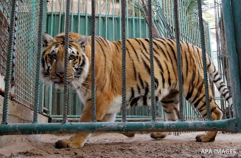 A Tiger is seen at a zoo in Khan Younis in the southern Gaza Strip, on January 31, 2015. The deaths of dozens of kinds of animals and birds in the garden of South Forest due to the Israeli aggression and the inability of...