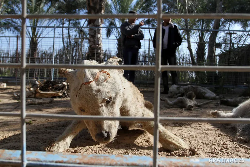 Palestinian worker inspects the dead animals in the zoo, in Khan Younis in the southern Gaza Strip, on January 31, 2015. The deaths of dozens of kinds of animals and birds in the garden of South Forest due to the Israeli...
