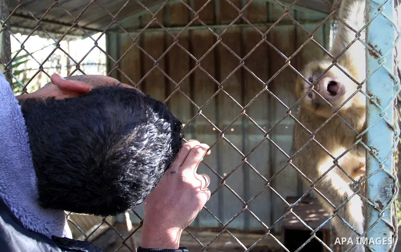 A Palestinian man looks to the Monkey at a zoo in Khan Younis in the southern Gaza Strip, on January 31, 2015. The deaths of dozens of kinds of animals and birds in the garden of South Forest due to the Israeli aggressio...