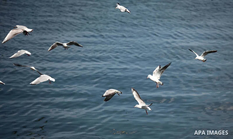 Seagulls fly over the mediterranean sea off the coast of Gaza city on February 7, 2015. The Israeli military boats on Friday morning opened fire on the Palestinian fishermen's boats near Al-Sudaneyya shore northwest of G...
