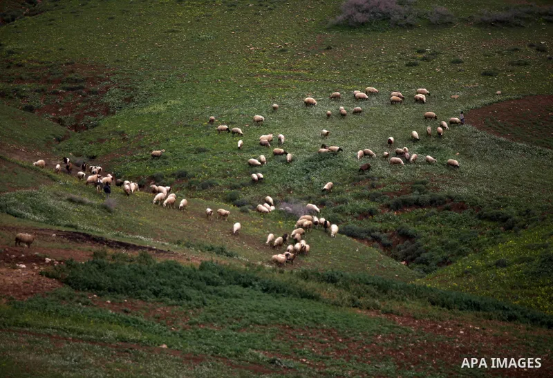 A Palestinian man leads a flock of sheep in the West Bank Beduin village of Almaleh, in the northern Jordan Valley February 14, 2015. Photo by Shadi Hatem