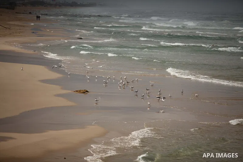 seagulls stand at the beach of Gaza city during a rainy day, February 18, 2015. Photo by Ashraf Amra