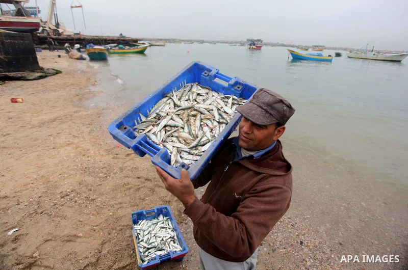 A Palestinian fisherman collects fish from his net at Gaza's seaport of Gaza City on February 23, 2015. Copious fish flowed to the coast of the Gaza Strip after fishermen break due to the storm that hit the region. Photo...