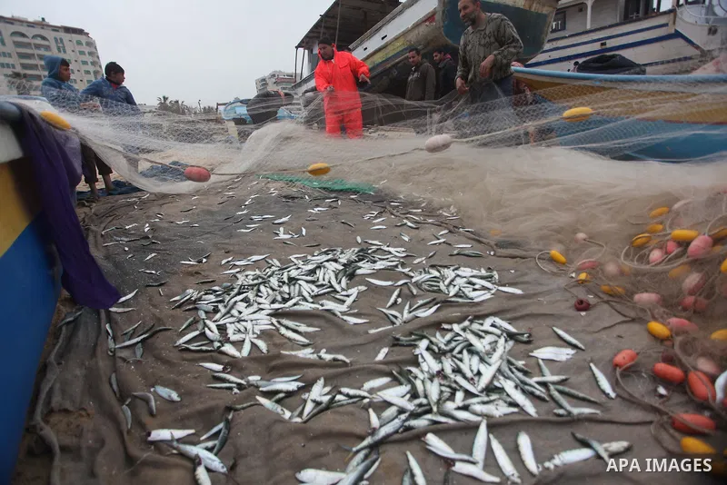 Palestinian fishermen collect fish from their net at Gaza's seaport of Gaza City on February 23, 2015. Copious fish flowed to the coast of the Gaza Strip after fishermen break due to the storm that hit the region. Photo...
