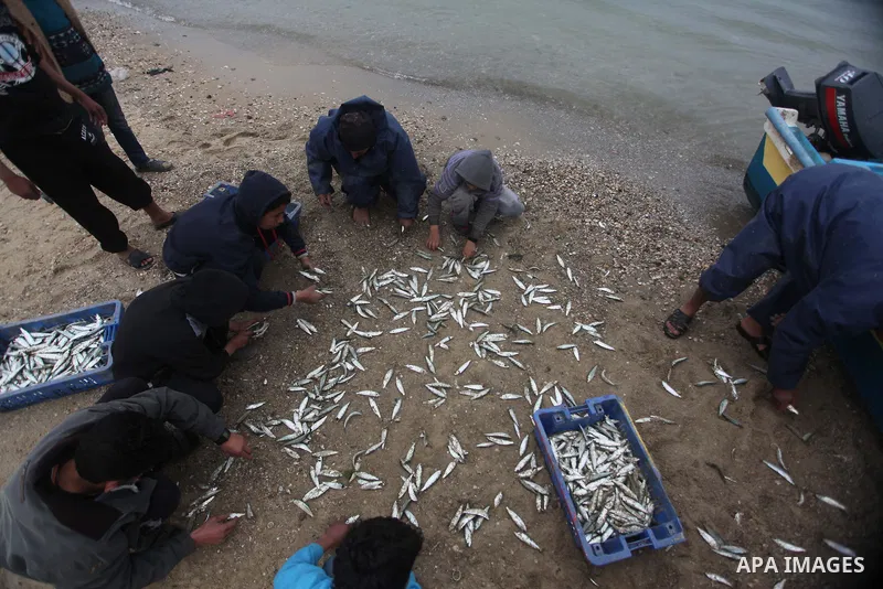 Palestinian fishermen collect fish from their net at Gaza's seaport of Gaza City on February 23, 2015. Copious fish flowed to the coast of the Gaza Strip after fishermen break due to the storm that hit the region. Photo...