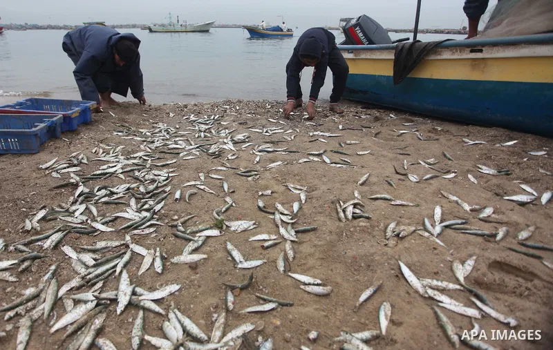 Palestinian fishermen collect fish from their net at Gaza's seaport of Gaza City on February 23, 2015. Copious fish flowed to the coast of the Gaza Strip after fishermen break due to the storm that hit the region. Photo...