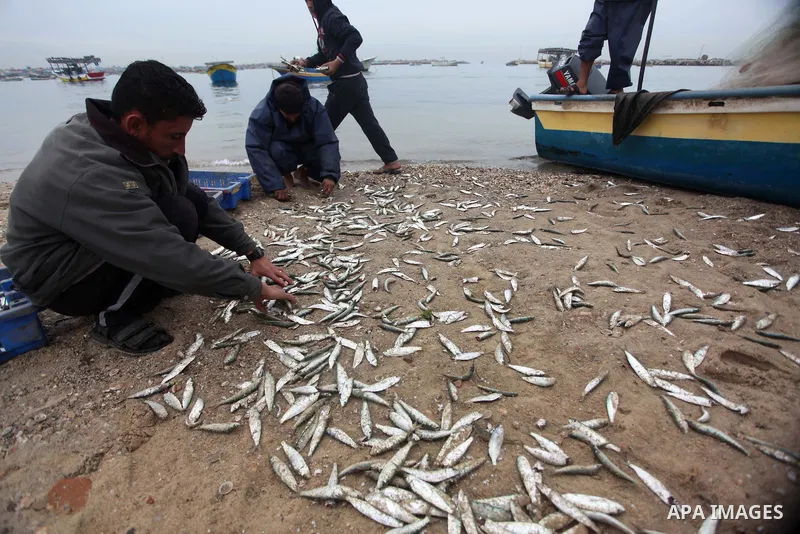 Palestinian fishermen collect fish from their net at Gaza's seaport of Gaza City on February 23, 2015. Copious fish flowed to the coast of the Gaza Strip after fishermen break due to the storm that hit the region. Photo...