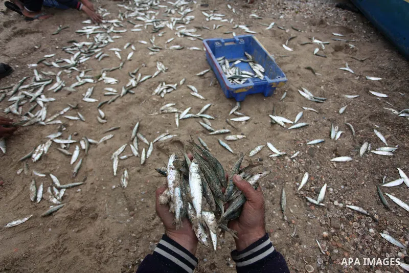 Palestinian fishermen collect fish from their net at Gaza's seaport of Gaza City on February 23, 2015. Copious fish flowed to the coast of the Gaza Strip after fishermen break due to the storm that hit the region. Photo...