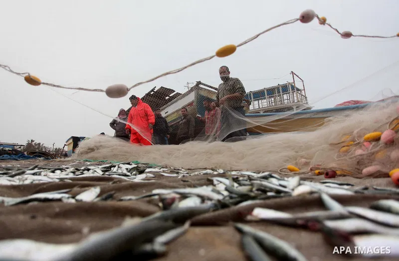 Palestinian fishermen collect fish from their net at Gaza's seaport of Gaza City on February 23, 2015. Copious fish flowed to the coast of the Gaza Strip after fishermen break due to the storm that hit the region. Photo...