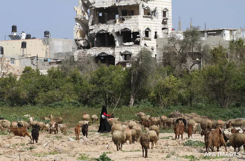 A Palestinian Bedouin leads a herd of livestock in the east of Gaza City February 28, 2015. Photo by Mohammed Asad