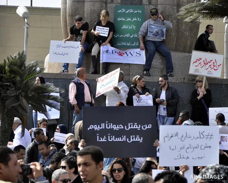 Egyptians hold placards during demonstration against killing Al-ahram's Dog at Al Jazeera square in Cairo, Egypt on February 28, 2015. Photo by Amr Sayed