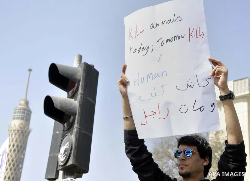 Egyptians hold placards during demonstration against killing Al-ahram's Dog at Al Jazeera square in Cairo, Egypt on February 28, 2015. Photo by Amr Sayed