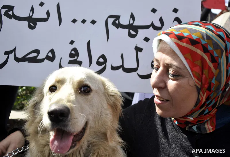Egyptians hold placards during demonstration against killing Al-ahram's Dog at Al Jazeera square in Cairo, Egypt on February 28, 2015. Photo by Amr Sayed