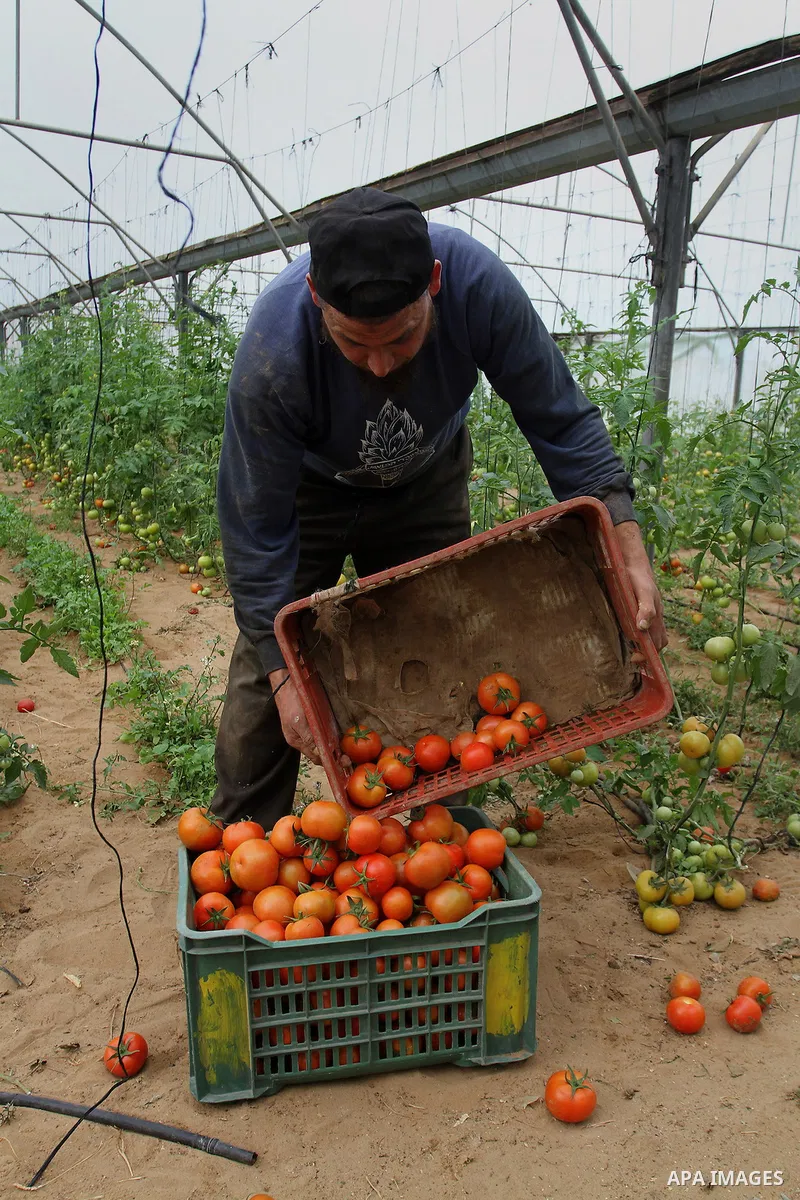 A Palestinian labourer picks tomatoes at a farm in Rafah in the southern Gaza Strip on March 12, 2015. Israel imported its first fruit and vegetables from the Gaza Strip in almost eight years on Thursday, in a partial ea...