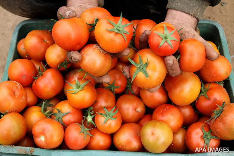A Palestinian labourer picks tomatoes at a farm in Rafah in the southern Gaza Strip on March 12, 2015. Israel imported its first fruit and vegetables from the Gaza Strip in almost eight years on Thursday, in a partial ea...