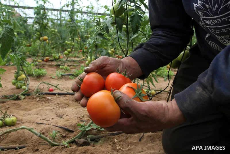 A Palestinian labourer picks tomatoes at a farm in Rafah in the southern Gaza Strip on March 12, 2015. Israel imported its first fruit and vegetables from the Gaza Strip in almost eight years on Thursday, in a partial ea...
